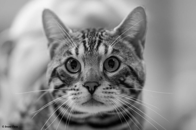 Le regard félin du bengal